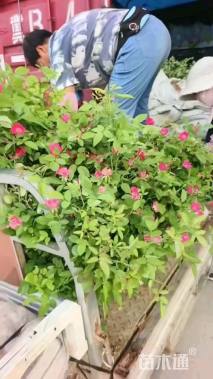 高度50厘米丰花月季