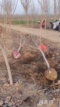 高度250厘米紫荆