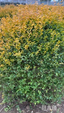 高度120厘米亮金女贞球