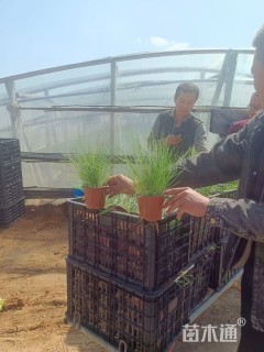 高度25厘米坡地毛冠草