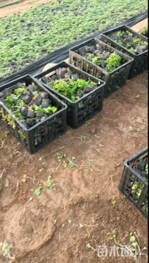 高度10厘米二月兰