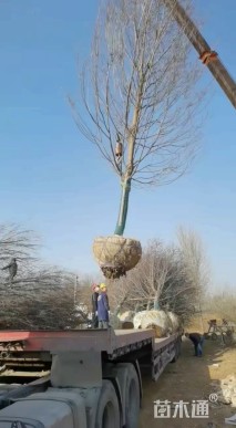 15公分美国红枫