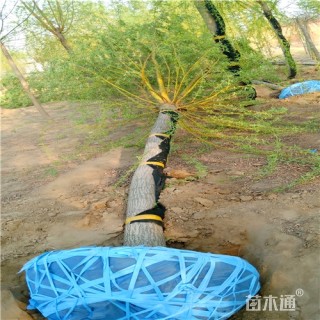 13公分金丝垂柳