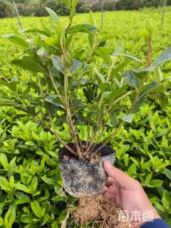 高度30厘米毛鹃