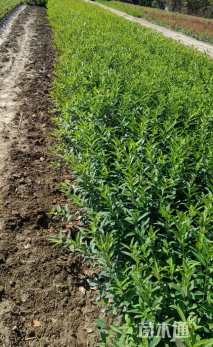 高度70厘米连翘小苗