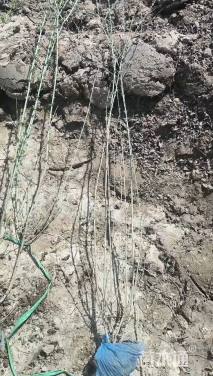 高度100厘米水蜡