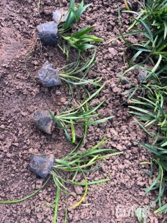 高度18厘米阔叶麦冬