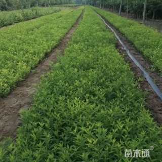 高度35厘米连翘