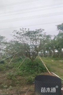 高度300厘米狗牙花