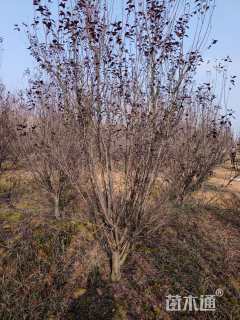 高度400厘米丛生紫叶李