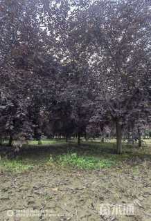 18公分紫叶稠李