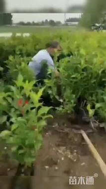 高度20厘米红王子锦带