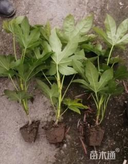 高度50厘米八角金盘小苗