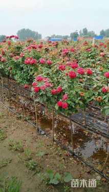 高度50厘米月季