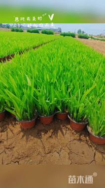 高度30厘米射干