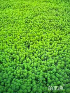 高度50厘米羽毛草