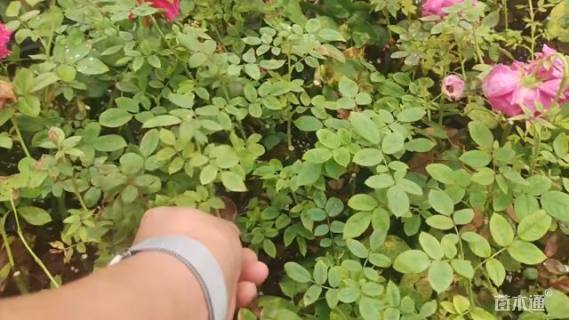 高度8厘米铁海棠