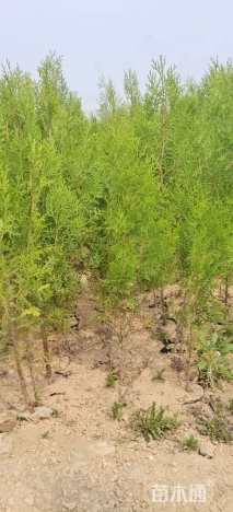 高度300厘米侧柏