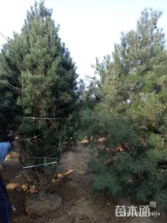 高度4500厘米白皮松