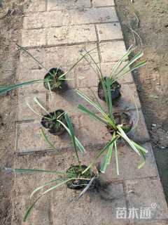 高度15厘米金边麦冬