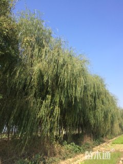 20公分垂柳