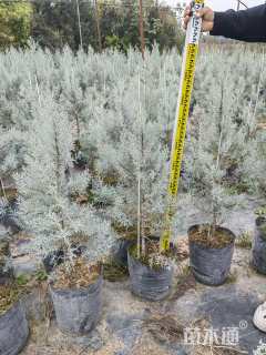 高度120厘米蓝冰柏