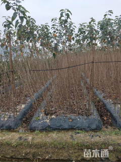 高度150厘米樱花小苗