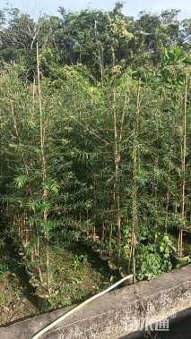 1公分串钱柳