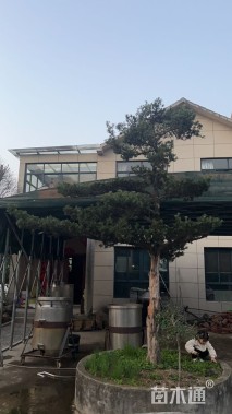 20公分小叶罗汉松