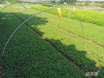 高度20厘米丛生福禄考