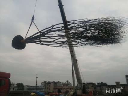 高度600厘米丛生国槐