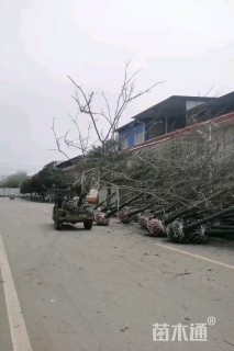 20公分栾树
