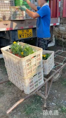 高度20厘米孔雀草