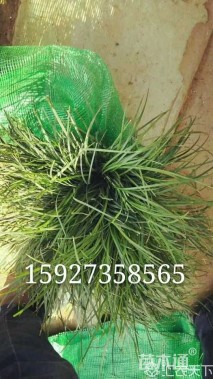高度15厘米细叶麦冬草