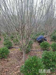 60公分西府海棠