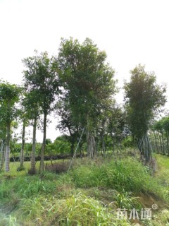 葡萄