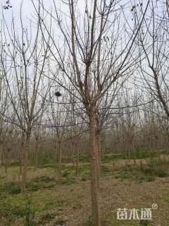 16公分金叶复叶槭