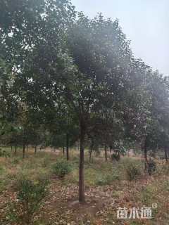 13公分大叶女贞