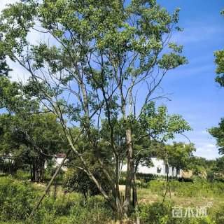 30公分(4杆)丛生乌桕8米