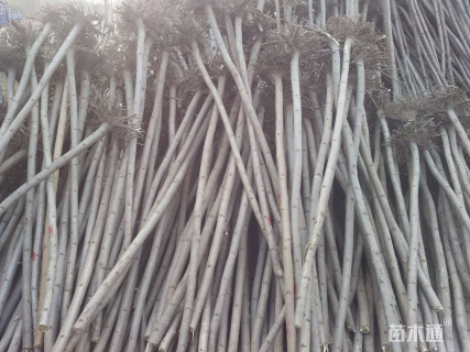 3公分火炬树
