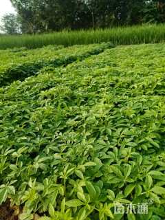 高度20厘米醉蝶花