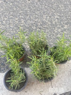 高度15厘米迷迭香