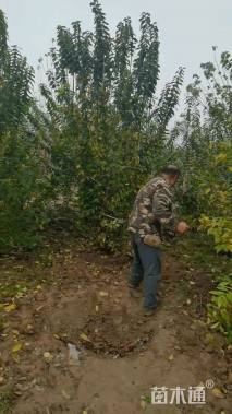 高度400厘米丛生大叶女贞