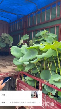 高度70厘米荷花