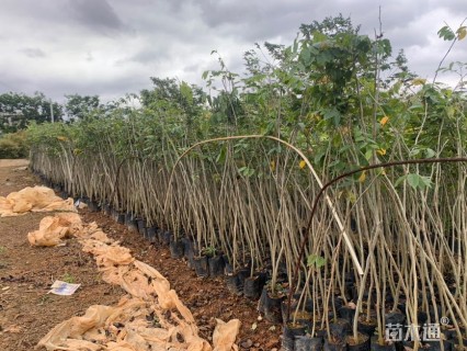 0.7公分海南黄花梨