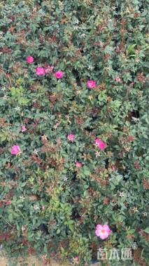 高度25厘米月季