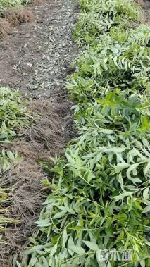 高度60厘米连翘