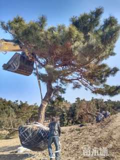 高度400厘米黑松