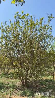 高度300厘米丛生紫薇