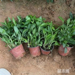 高度25厘米假龙头